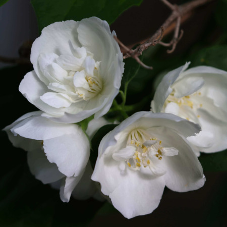 Bright flower